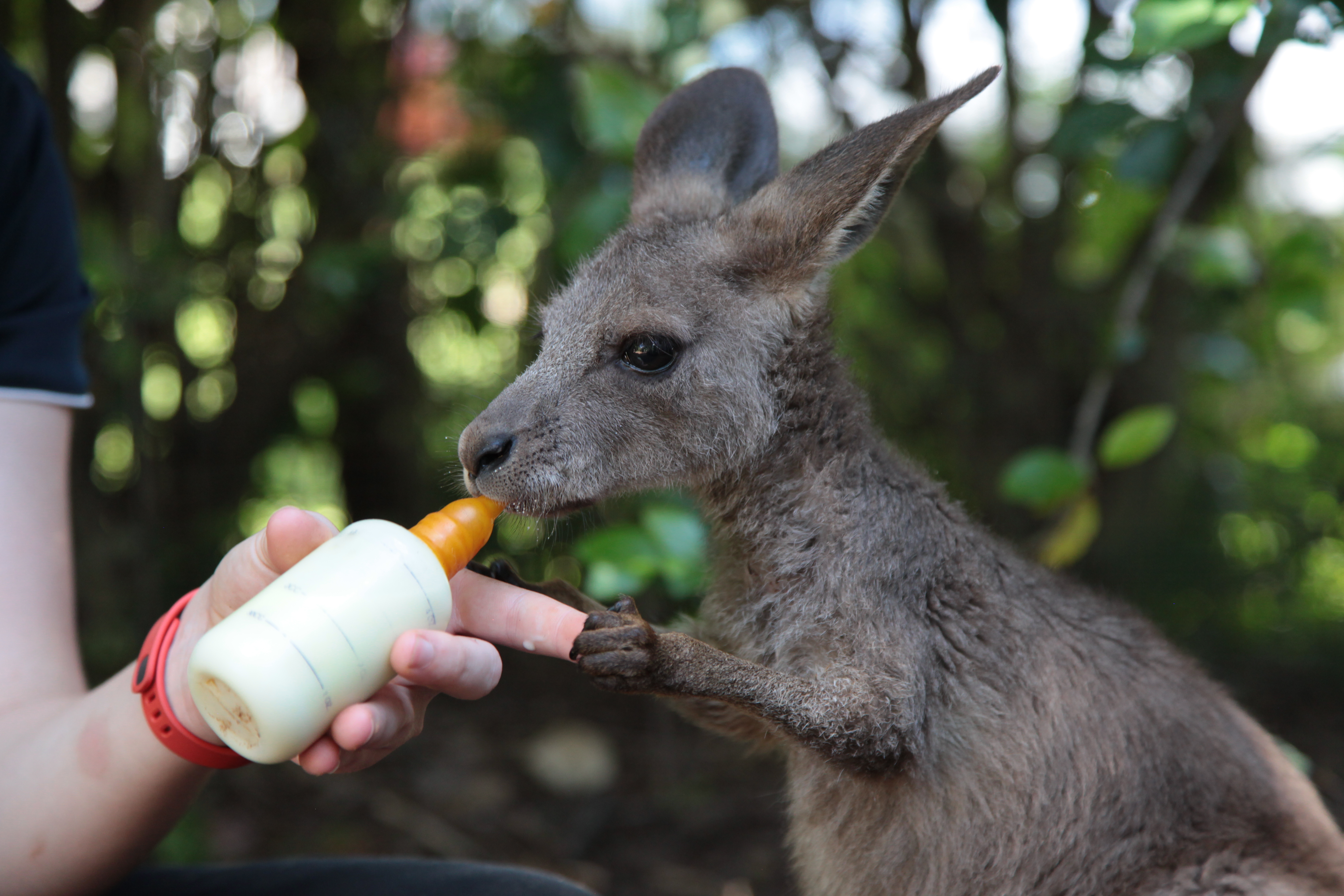 Wildlife Rehabilitation HQ Inc. Announced as Official Charity Partner of the Yeppoon Running Festival